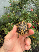Pancake Tortoise Baby 2026