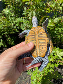Adult Conentric Diamondback Terrapin Male
