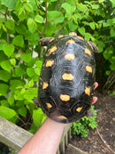 HI COLORED Suriname Red Foot Tortoise Adult Pair 6 (Chelonoidis carbonaria)
