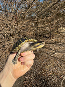 Florida Box Turtle Adult Female