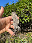 Gargoyle Gecko Adult Male