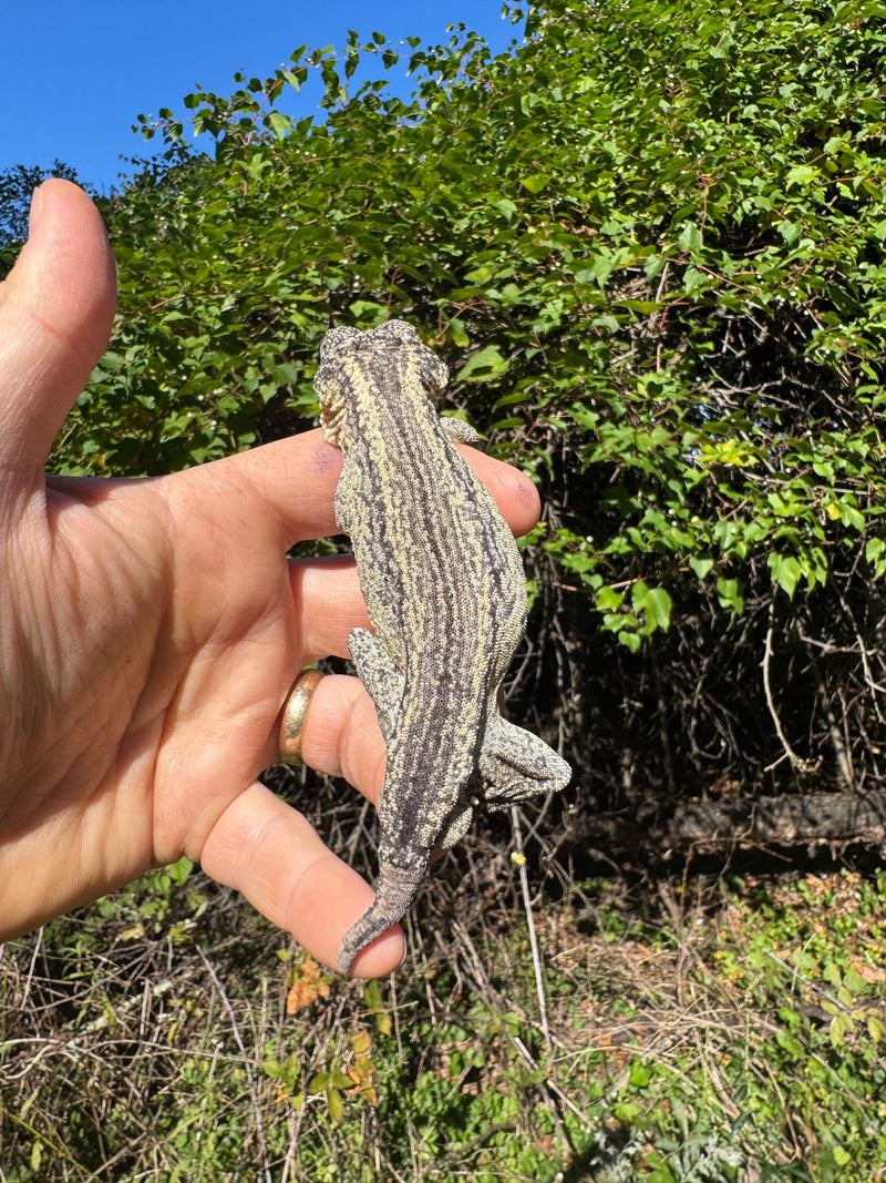 Gargoyle Gecko Adult Male