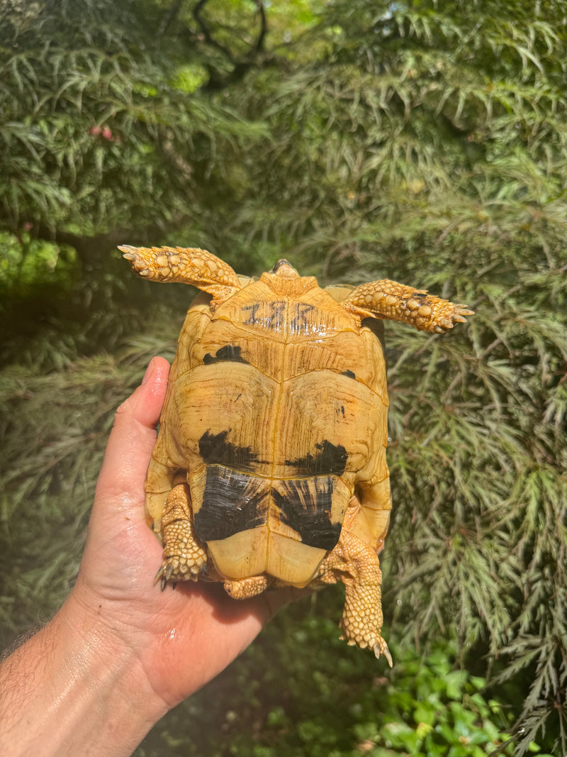 Libyan Greek Tortoise Adult Female
