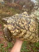 South African Giant Leopard Tortoise Adult Female
