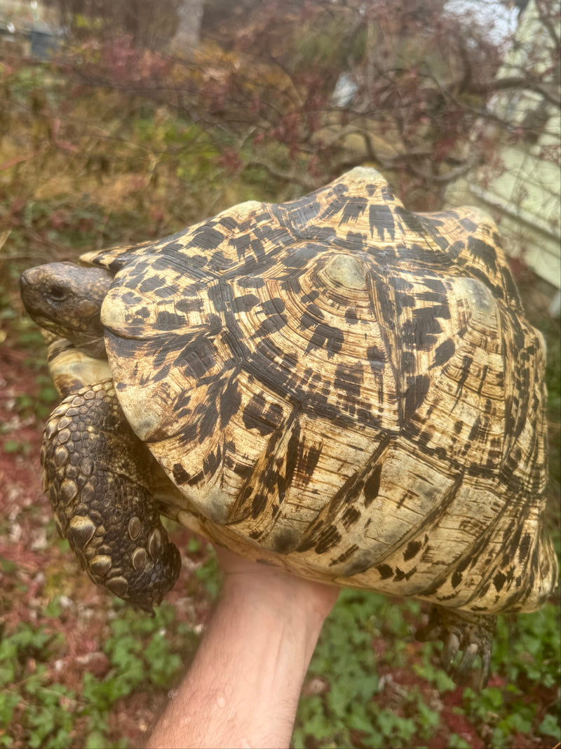 South African Giant Leopard Tortoise Adult Female