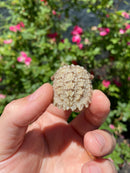 Albino Florida Snapping Turtle 2026