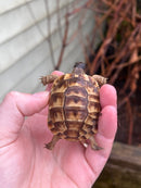 Syrian Golden Greek Tortoise 2023