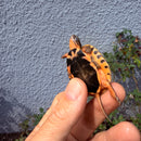 Vietnamese Three-striped Box Turtle