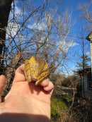Golden Gliding Tree Frog (Polypedates leucomystax)