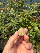 Albino Florida Snapping Turtle 2026