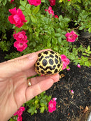 Sri Lankan Star Tortoise 2026