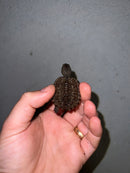 Cinnamon Snapping Turtle