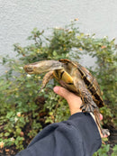 Spanish Pond Turtle Adullt Pair