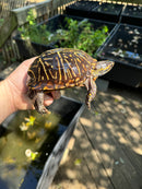 Florida Box Turtle Adult Male