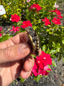 Hi Color Yellow Baby Eastern Box Turtle