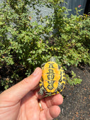 Florida Red Bellied Turtle X Peacock Slider