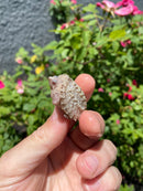 Albino Florida Snapping Turtle 2026