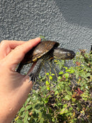Franco-Italian Pond Turtle Adult Male