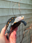 Ornate Diamondback Terrapin Female
