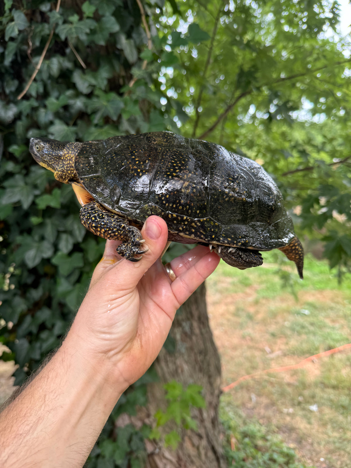 Blandings Turtle Wood Turtle Hybrid For Sale | American Reptile
