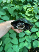 Black Marsh Turtle Adult Pair