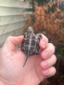 Danube River Locale European Pond Turtle HOLDBACK BABY