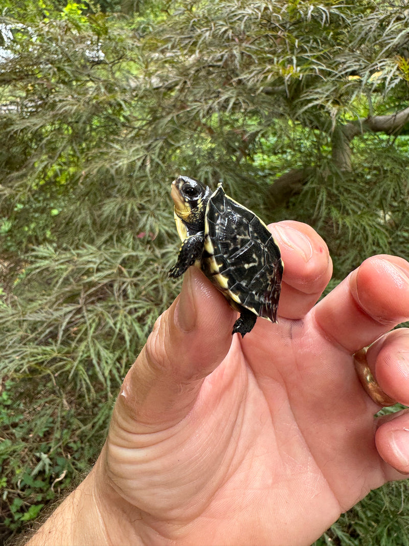 HI YELLOW Florida Box Turtle Baby 2024