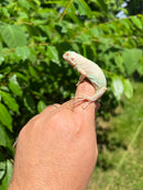 Snow Green Iguana 2024