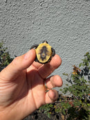 Hi Color Eastern Box Turtle Baby