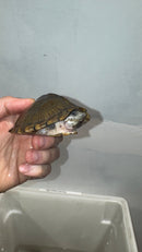 Razor backed Musk Turtle CB Adults (Sternotherus carinatus)