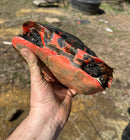 Northern Red Bellied Turtle Adult Pair