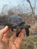 Aldabra Tortoise USA CB 2025