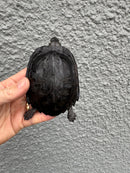 Black Marsh Turtle CH Juvenile