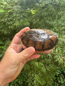 Vampire Musk Turtle Adult Female