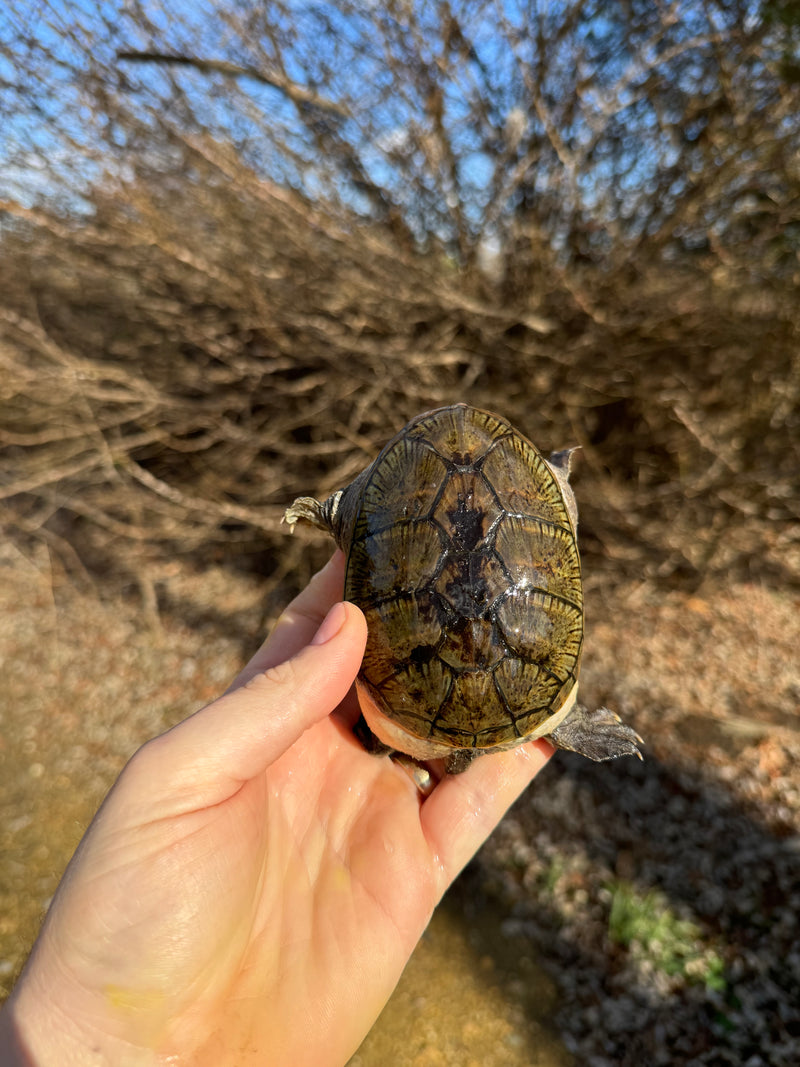 Vampire Musk Turtle Adult Female