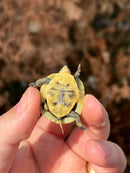 HI YELLOW Florida Box Turtle Baby