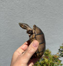 Fancy Common Musk Turtle Adults Female