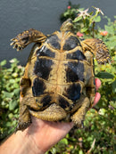 Eastern Hermann's Tortoise Adult Male