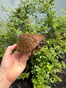 Flat Shell Turtle Juvenile Female 2025