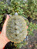 Concentric Diamondback Terrapin Adult Female