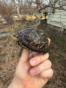 Florida Box Turtle Adult Female