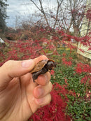 Hi Orange Vietnamese Black Breasted Leaf Turtle Baby 2025