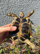 Eastern Hermann's Tortoise Adult Male