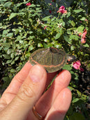 Indian Pink Ringed Tent Turtle