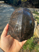 Black Marsh Turtle Adult Female