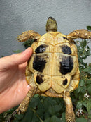 Eastern Hermann's Tortoise Adult Male