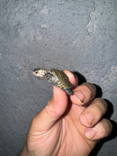 Hi White Concentric Diamondback Terrapin 2024