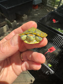 Pastel Clown Red Eared Slider Turtle 2025