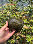 Sicilian Pond Turtle Adult Pair