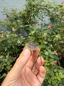 Hypomelanistic Common Snapping Turtle 2026